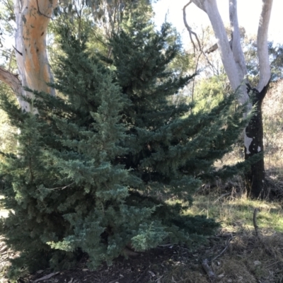 Hesperocyparis arizonica (Arizona Cypress) at Deakin, ACT - 13 Aug 2021 by Tapirlord