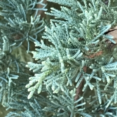 Cupressus arizonica at Deakin, ACT - 13 Aug 2021