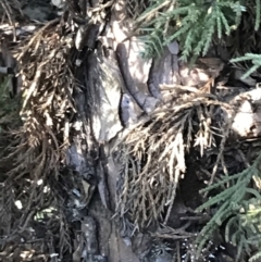 Cupressus arizonica at Deakin, ACT - 13 Aug 2021