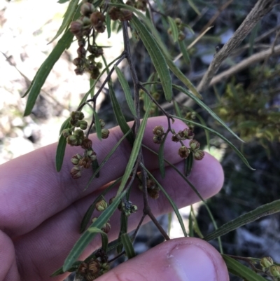 Dodonaea viscosa subsp. angustissima (Hop Bush) at Deakin, ACT - 13 Aug 2021 by Tapirlord
