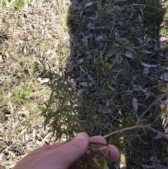 Dodonaea viscosa subsp. angustissima at Deakin, ACT - 13 Aug 2021 02:18 PM