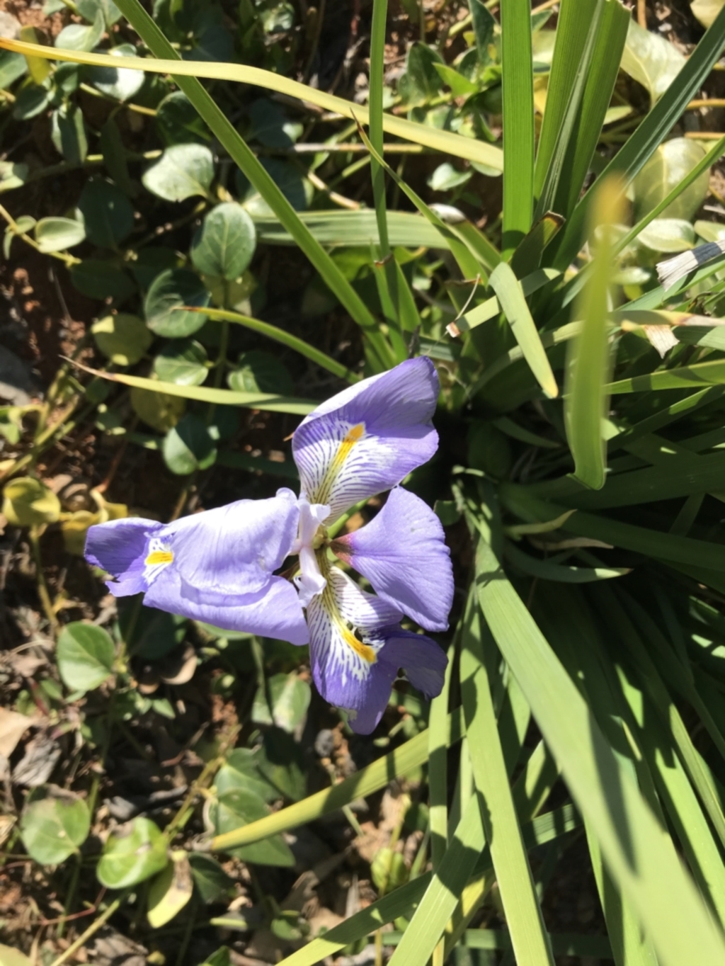 Iris unguicularis at Deakin, ACT - 13 Aug 2021
