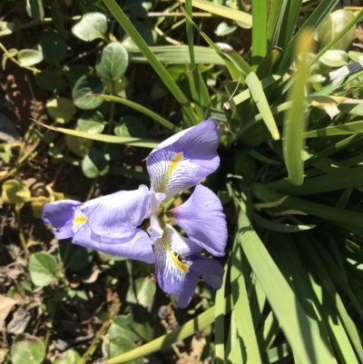 Iris unguicularis (Algerian Winter Iris) at Deakin, ACT - 13 Aug 2021 by Tapirlord