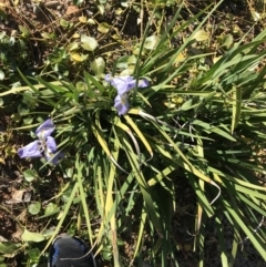 Iris unguicularis at Deakin, ACT - 13 Aug 2021