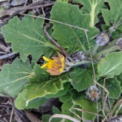 Cymbonotus sp. (preissianus or lawsonianus) (Bears Ears) at Kambah, ACT - 15 Aug 2021 by HelenCross