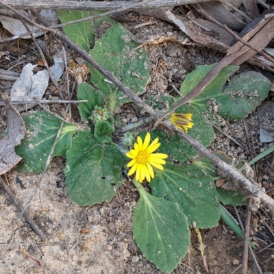 Cymbonotus sp. (preissianus or lawsonianus) (Bears Ears) at Bullen Range - 15 Aug 2021 by HelenCross