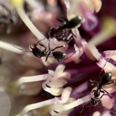 Iridomyrmex rufoniger (Tufted Tyrant Ant) at Murrumbateman, NSW - 17 Aug 2021 by SimoneC