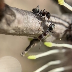 Iridomyrmex rufoniger at Murrumbateman, NSW - 17 Aug 2021 11:33 AM