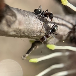 Iridomyrmex rufoniger at Murrumbateman, NSW - 17 Aug 2021