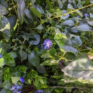 Vinca major at Tuggeranong DC, ACT - 17 Aug 2021