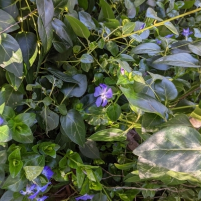 Vinca major (Blue Periwinkle) at Lions Youth Haven - Westwood Farm A.C.T. - 16 Aug 2021 by HelenCross