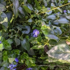 Vinca major (Blue Periwinkle) at Tuggeranong DC, ACT - 16 Aug 2021 by HelenCross