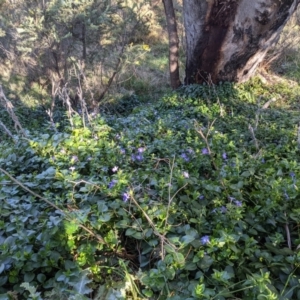 Vinca major at Tuggeranong DC, ACT - 17 Aug 2021