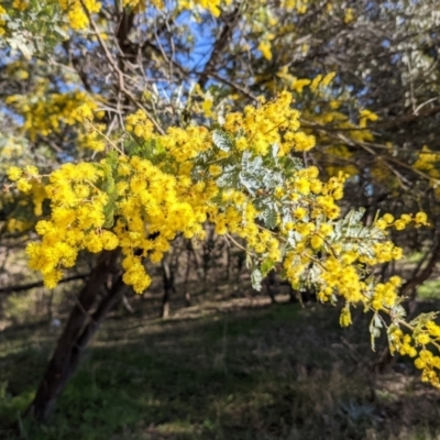 Acacia baileyana (Cootamundra Wattle, Golden Mimosa) at Lions Youth Haven - Westwood Farm - 16 Aug 2021 by HelenCross