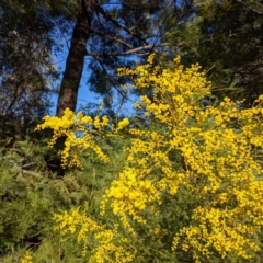 Acacia decurrens (Green Wattle) at Tuggeranong DC, ACT - 16 Aug 2021 by HelenCross