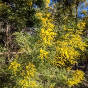 Acacia decurrens at Tuggeranong DC, ACT - 17 Aug 2021 09:12 AM