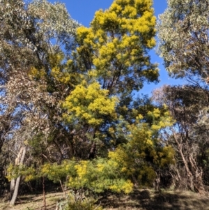 Acacia decurrens at Tuggeranong DC, ACT - 17 Aug 2021 09:12 AM