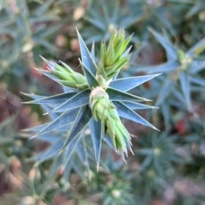 Melichrus urceolatus at Kambah, ACT - 15 Aug 2021