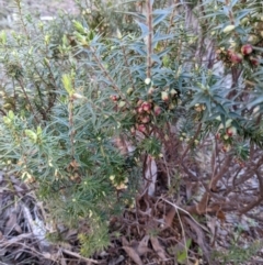 Melichrus urceolatus at Kambah, ACT - 15 Aug 2021