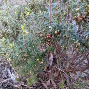 Melichrus urceolatus at Kambah, ACT - 15 Aug 2021 04:52 PM