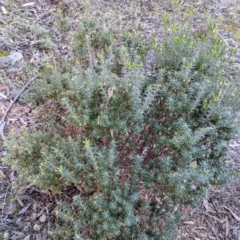 Melichrus urceolatus at Kambah, ACT - 15 Aug 2021