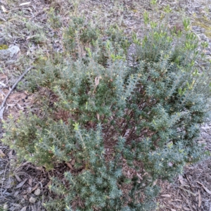 Melichrus urceolatus at Kambah, ACT - 15 Aug 2021 04:52 PM