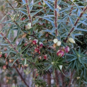 Melichrus urceolatus at Kambah, ACT - 15 Aug 2021