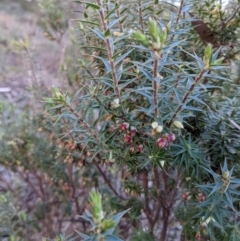 Melichrus urceolatus at Kambah, ACT - 15 Aug 2021