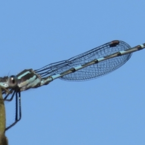 Austrolestes leda at Narrabundah, ACT - 13 Aug 2021 01:28 PM