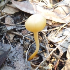 Hygrocybe sp. (Hygrocybe) at Cook, ACT - 16 Aug 2021 by drakes