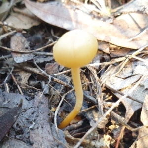 Hygrocybe sp. at Cook, ACT - 16 Aug 2021