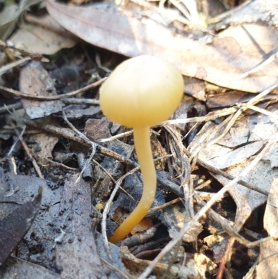 Hygrocybe sp. (Hygrocybe) at Cook, ACT - 16 Aug 2021 by drakes