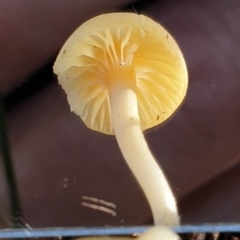 Hygrocybe sp. at Cook, ACT - 16 Aug 2021 09:55 AM