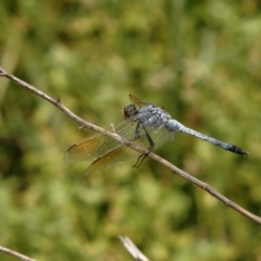 Orthetrum caledonicum (Blue Skimmer) at Caragabal, NSW - 24 Jan 2008 by Harrisi