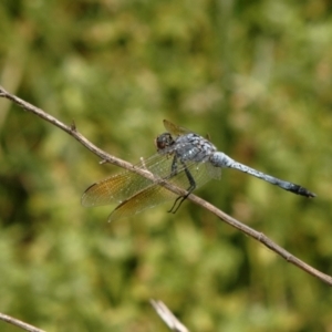 Orthetrum caledonicum at Caragabal, NSW - 24 Jan 2008