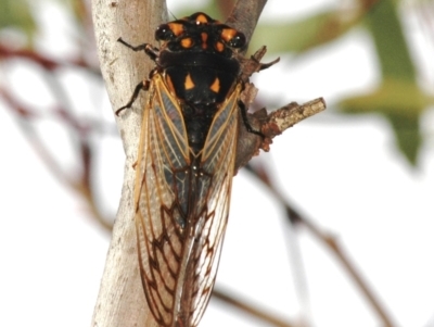 Macrotristria angularis (Cherrynose) at Lake Cargelligo, NSW - 24 Jan 2008 by Harrisi