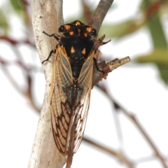 Unidentified Cicada (Hemiptera, Cicadoidea) at Lake Cargelligo, NSW - 24 Jan 2008 by Harrisi