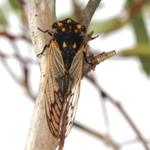 Unidentified Cicada (Hemiptera, Cicadoidea) (TBC) at suppressed by Harrisi