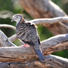 Geopelia humeralis (Bar-shouldered Dove) at Tottenham, NSW - 17 Sep 2008 by Harrisi