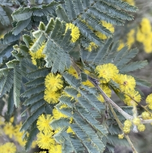 Acacia dealbata at Majura, ACT - 17 Aug 2021