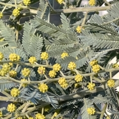 Acacia dealbata at Majura, ACT - 17 Aug 2021