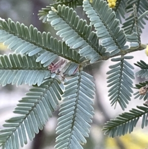 Acacia dealbata at Majura, ACT - 17 Aug 2021