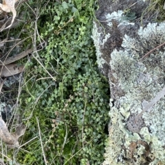 Asplenium flabellifolium at Majura, ACT - 17 Aug 2021 03:08 PM