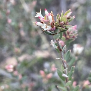 Brachyloma daphnoides at Downer, ACT - 17 Aug 2021 04:25 PM