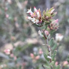 Brachyloma daphnoides (Daphne Heath) at Downer, ACT - 17 Aug 2021 by JaneR