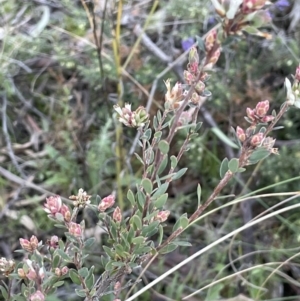 Brachyloma daphnoides at Downer, ACT - 17 Aug 2021 04:25 PM