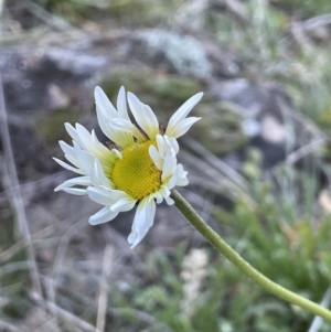 Brachyscome diversifolia var. diversifolia at Majura, ACT - 17 Aug 2021