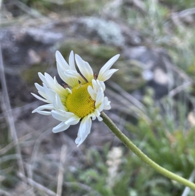 Brachyscome diversifolia var. diversifolia (Large-headed Daisy) at Majura, ACT - 17 Aug 2021 by JaneR