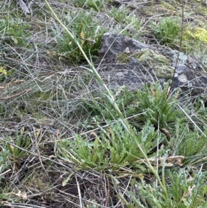 Brachyscome diversifolia var. diversifolia at Majura, ACT - 17 Aug 2021