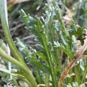 Brachyscome diversifolia var. diversifolia at Majura, ACT - 17 Aug 2021